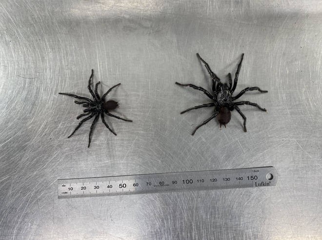 Из-за жары в Австралии начали появляться пауки-гиганты | Паранормальные новости