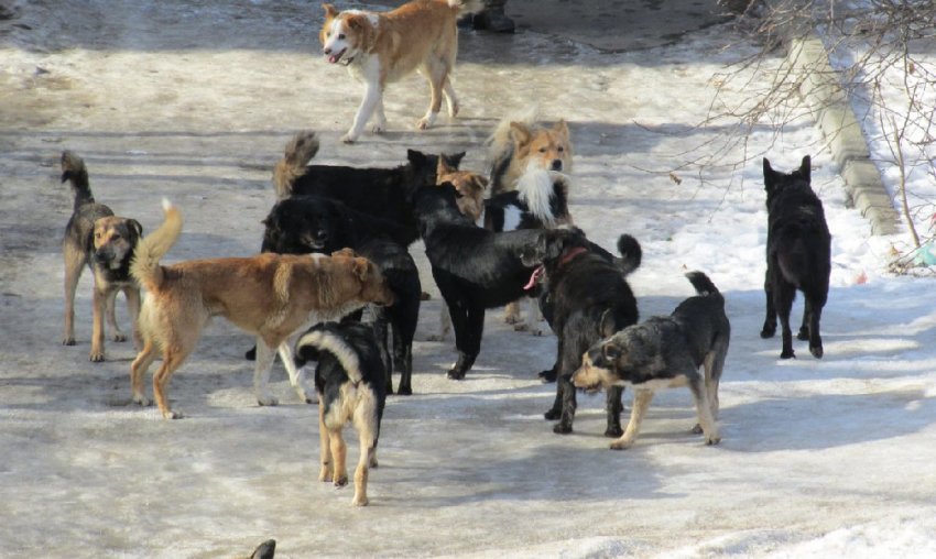 Существует ли реальная проблема опасности бродячих собак?