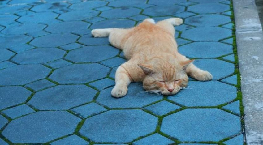 Кошачья йога: что означают разные позы, в которых любят спать кошки?